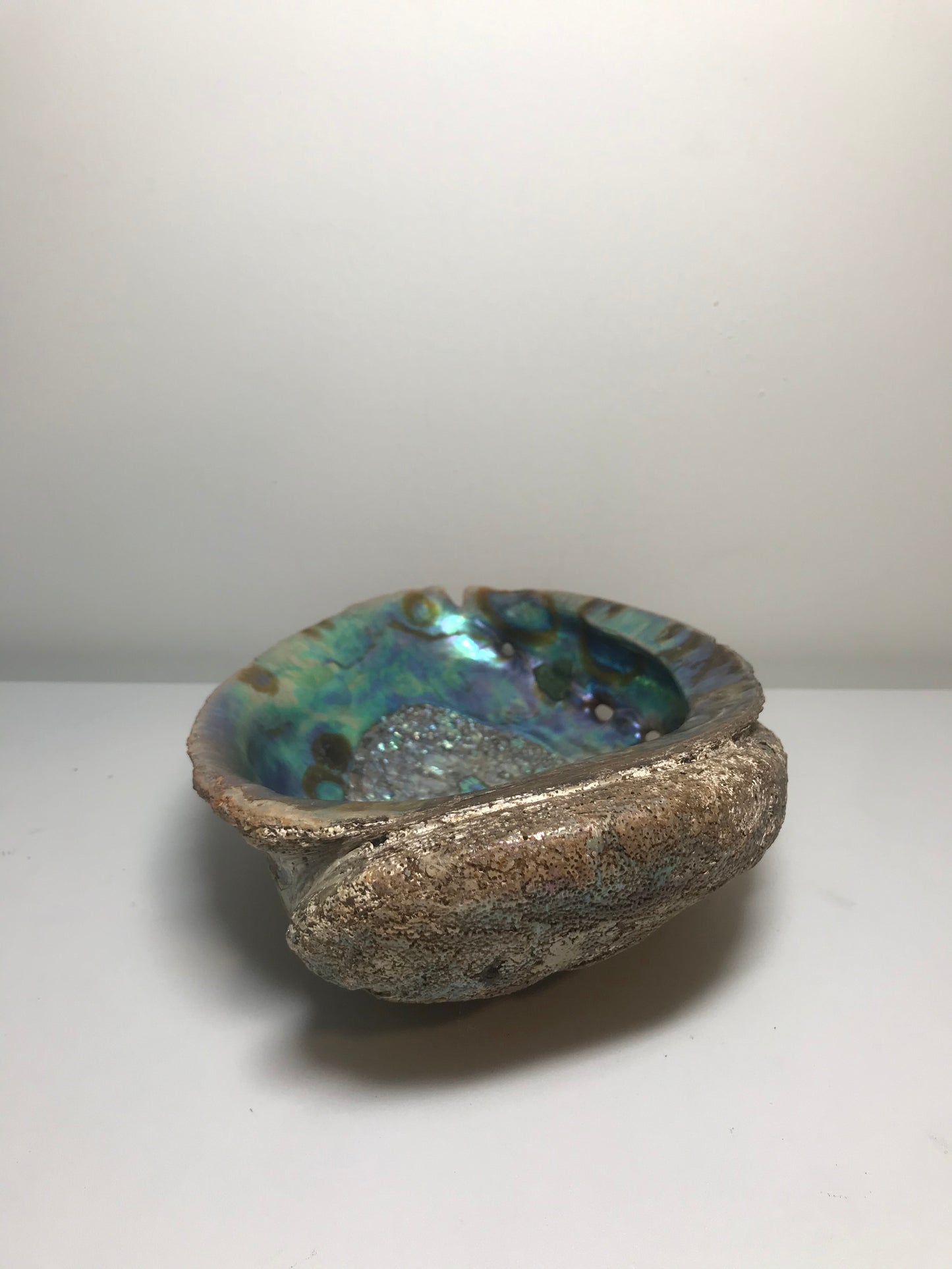 Rare Extra Large (8") Pearlescent Fossilized Abalone Shell