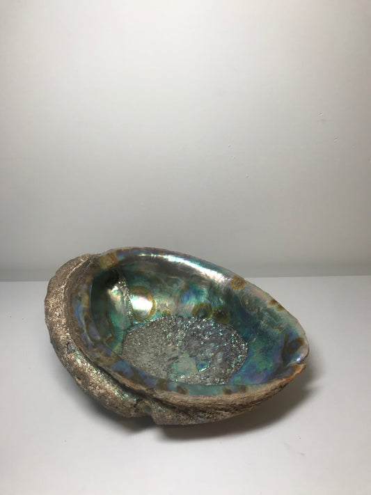 Rare Extra Large (8") Pearlescent Fossilized Abalone Shell
