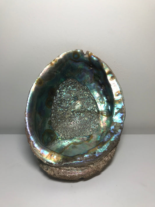 Rare Extra Large (8") Pearlescent Fossilized Abalone Shell
