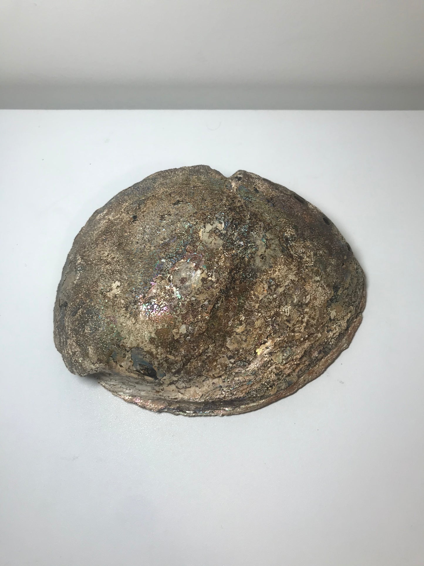 Rare Extra Large (8") Pearlescent Fossilized Abalone Shell